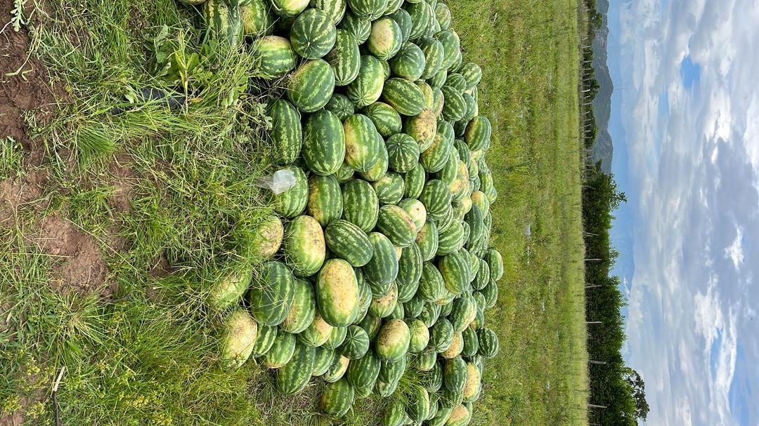 Sandia Variedad Victoria