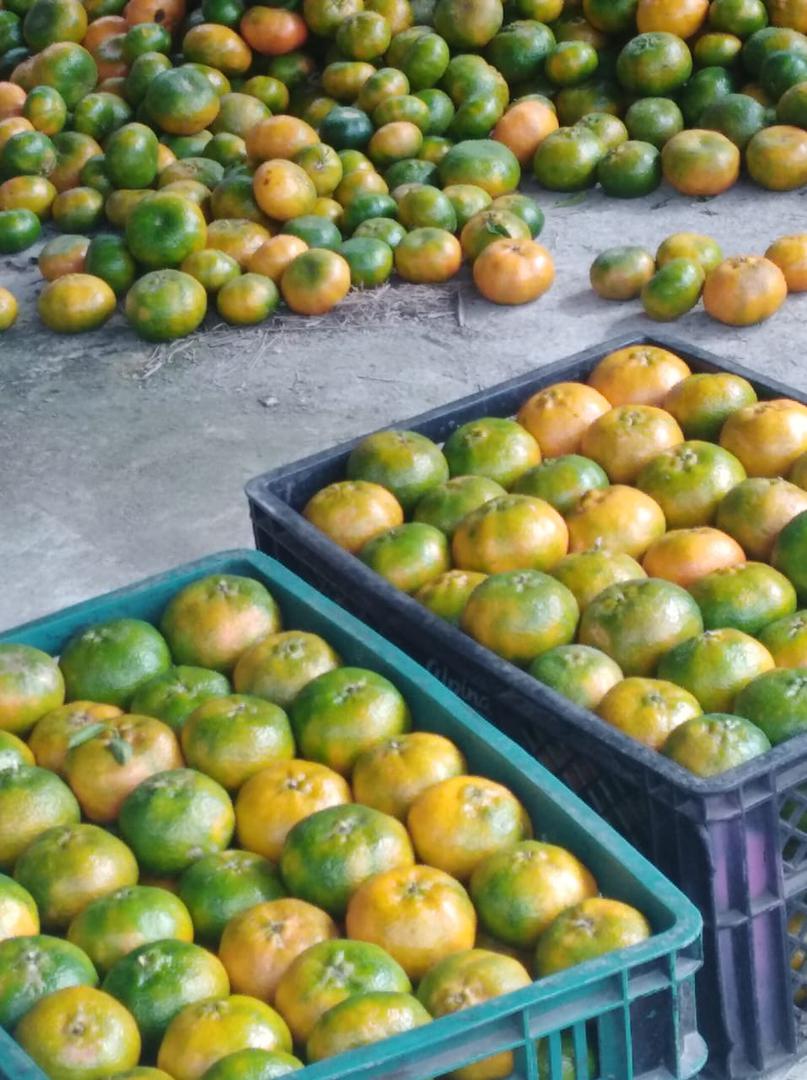 Mandarina Dulce Y Jugosa Variedad Arrayana Presentacion Por Canastilla De 22 Kg