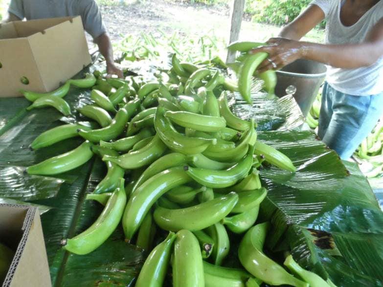 Platano Harton Verde