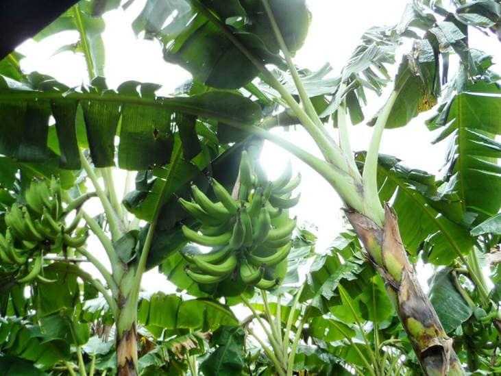 Platano Harton Verde