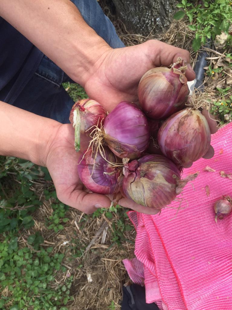 Cebolla Roja