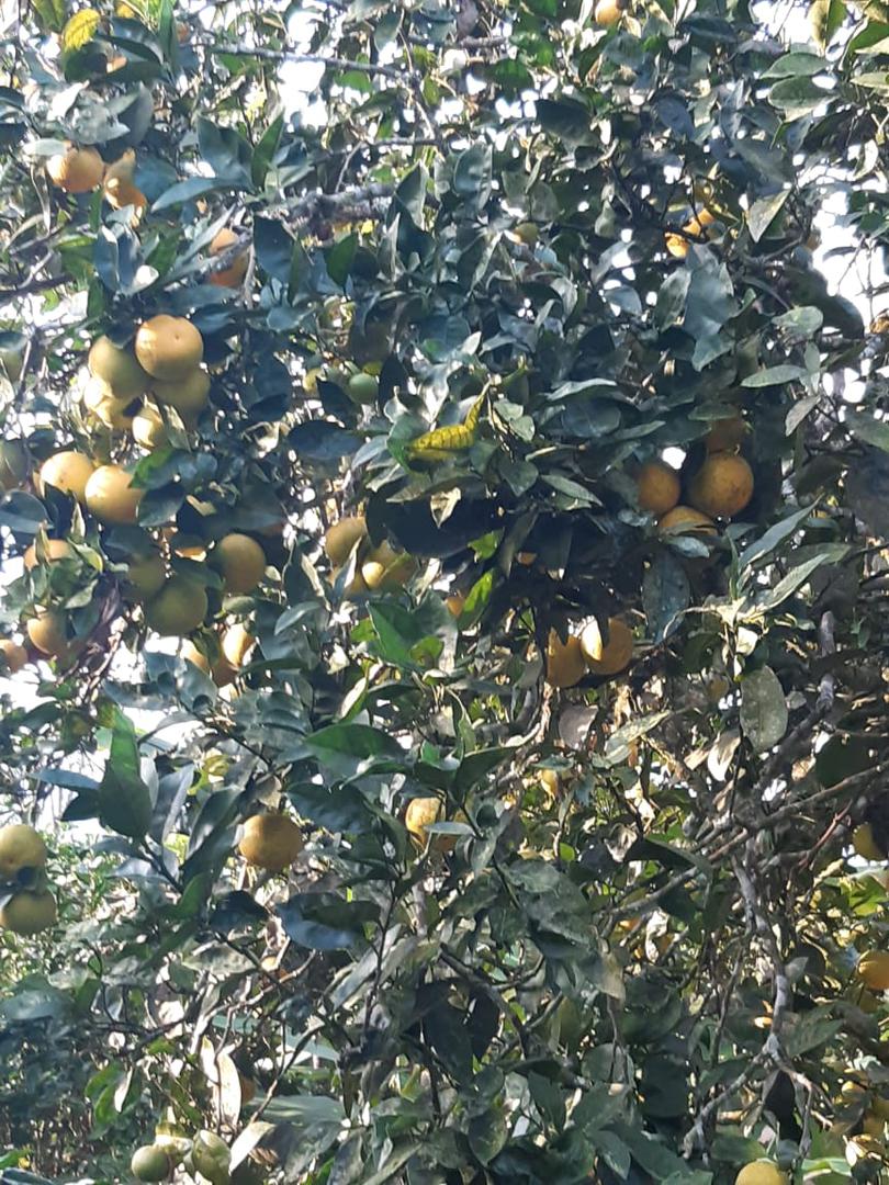 Naranja Jugosa Y Dulce Variedad Comun De Excelente Calidad En Presentacion De Canastilla Por 22 Kg