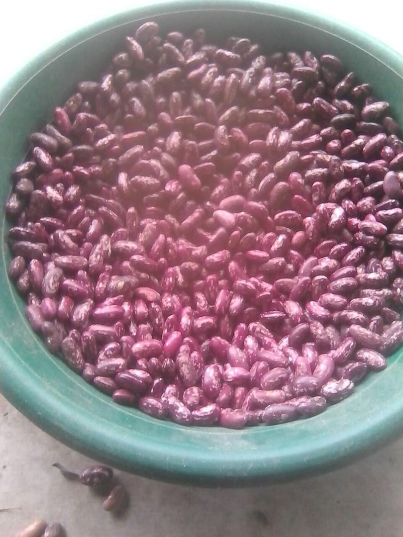 Frijol Calima