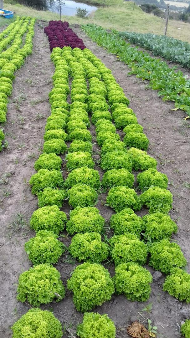 Lechuga Crespa Organica