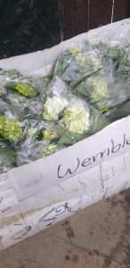 Hortensia Tipo Exportacion