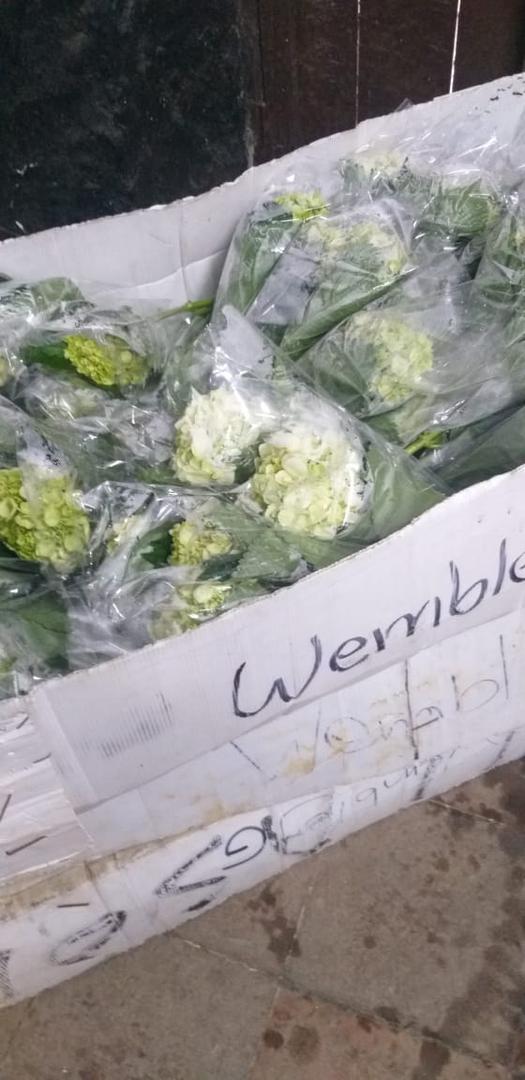 Hortensia Tipo Exportacion