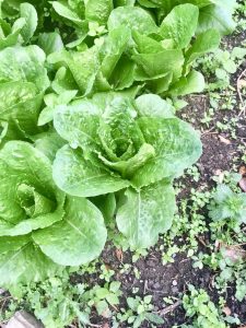 Lechuga Romana