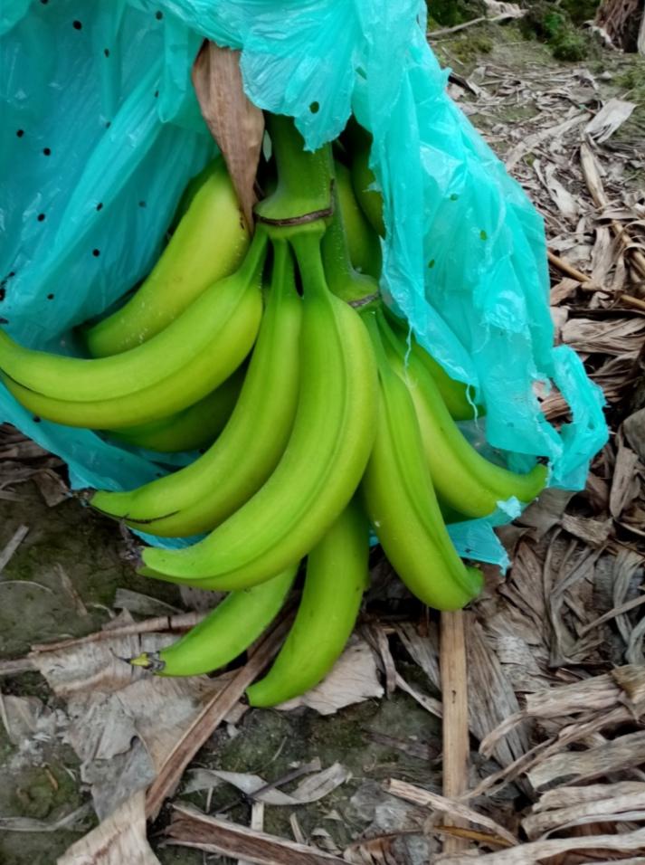 Platano Harton Llanero Extra