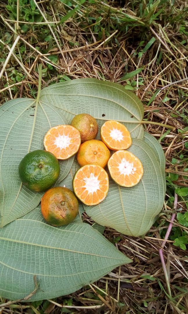 Mandarina Dulce Y Jugosa Variedad Arrayana En Presentacion De Canastilla 20Kg De Primera Calidad