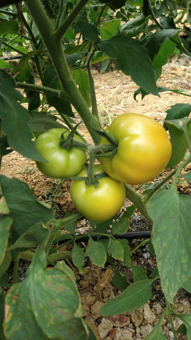 Tomate Larga Vida