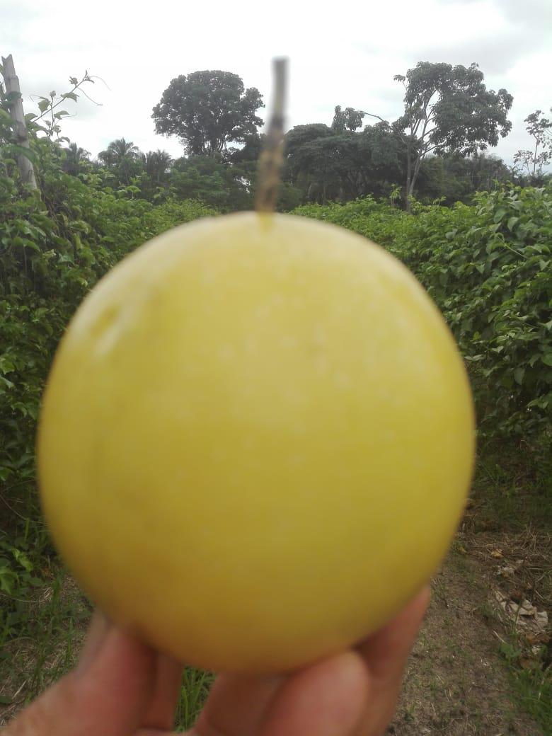 Maracuya Bolsa De 10 Kg