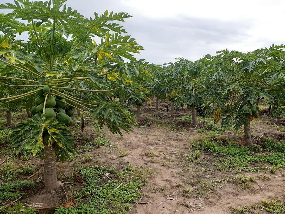 Papaya Variedad Maradona