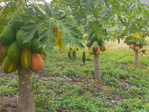 Papaya Variedad Maradona