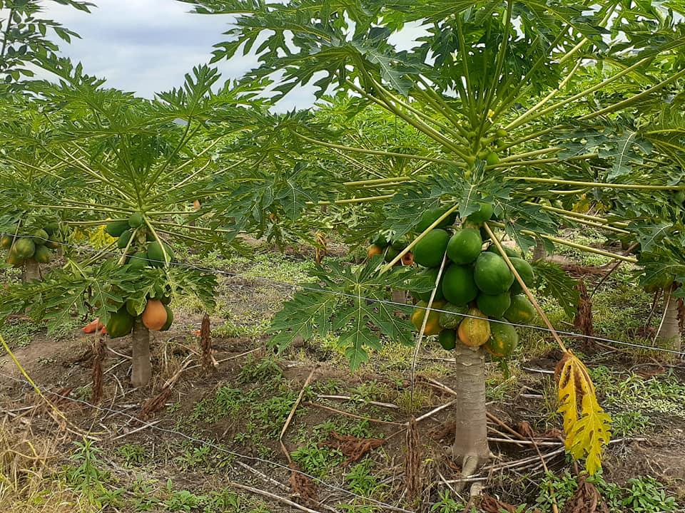 Papaya Variedad Maradona