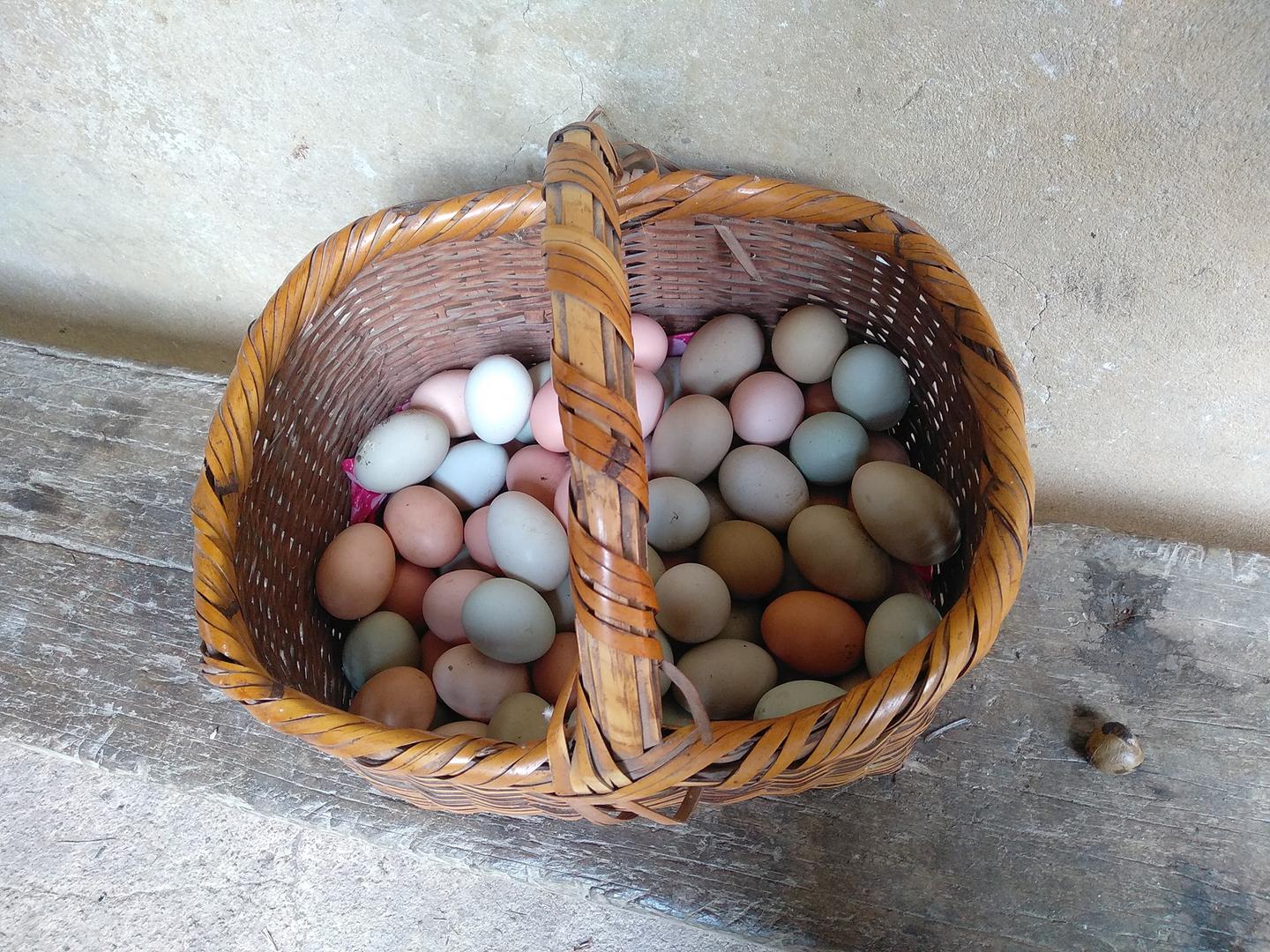 Huevos Criollos