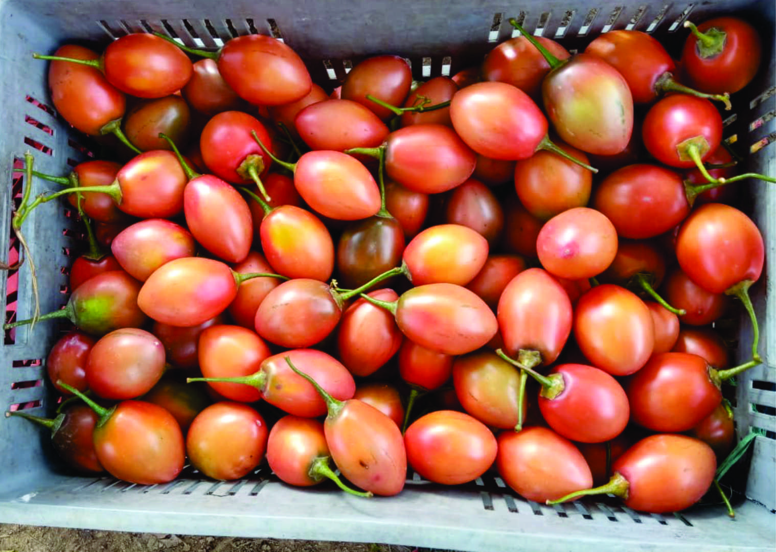Tomate De Arbol
