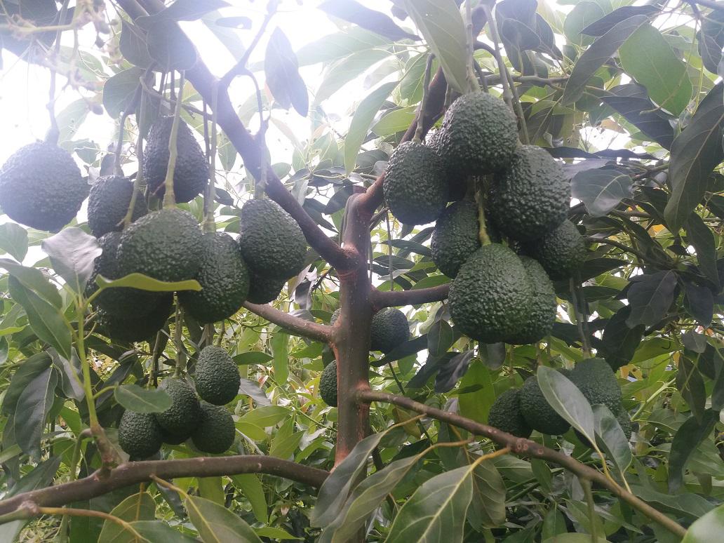 Aguacate Hass
