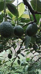 Aguacate Hass