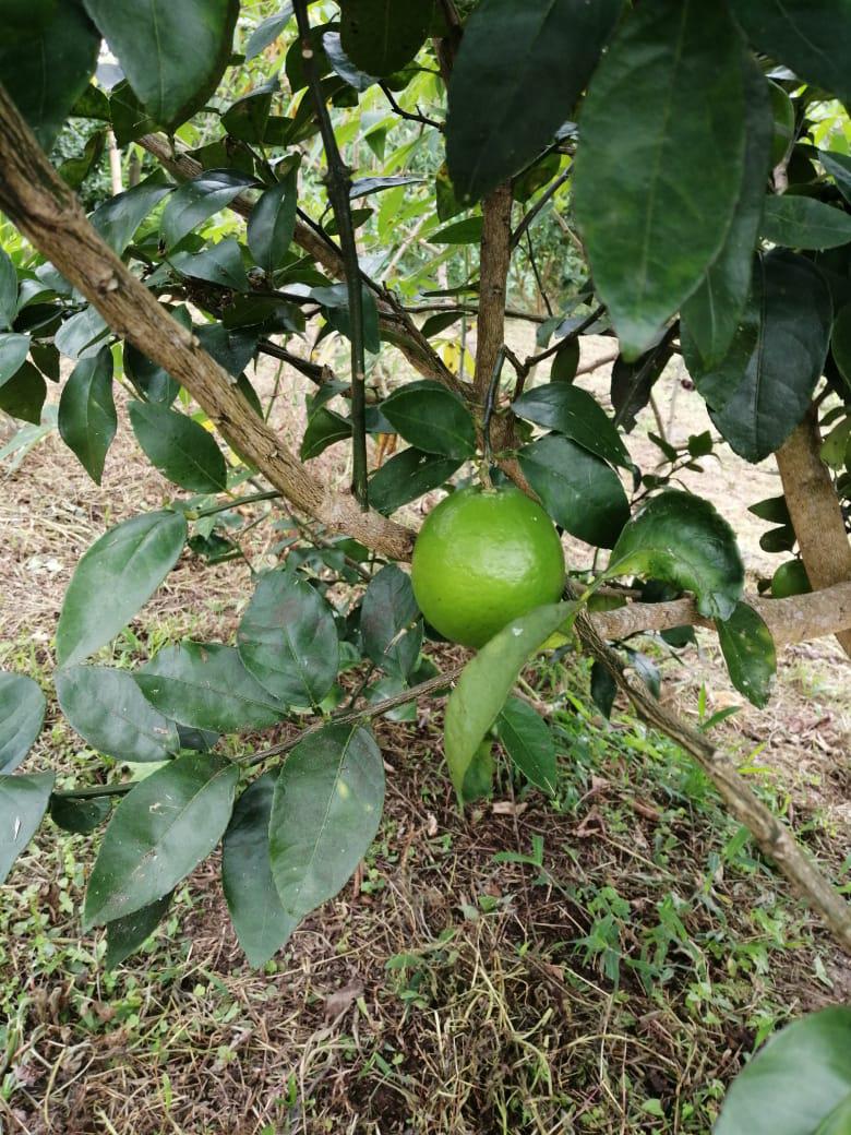 Limon Super Jugoso Variedad Tahiti De 1Era Y 2Da Calidad Presentacion Por Canastilla De 22 Kg