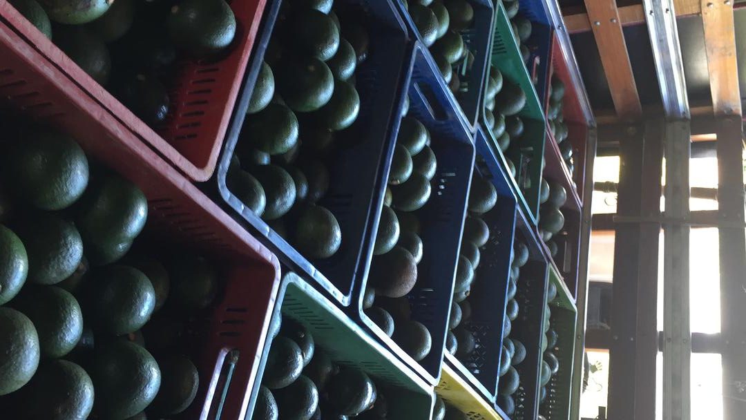 Aguacate Reed