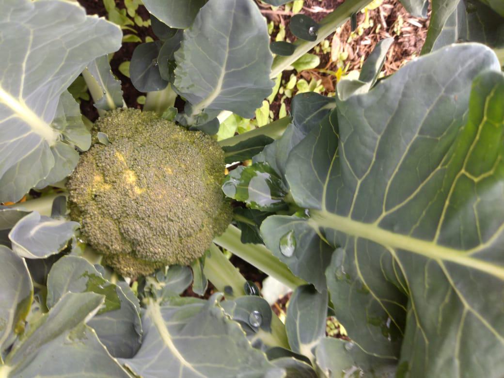 Brocoli