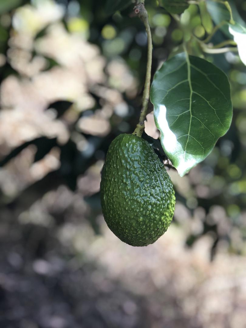 Aguacate Hass