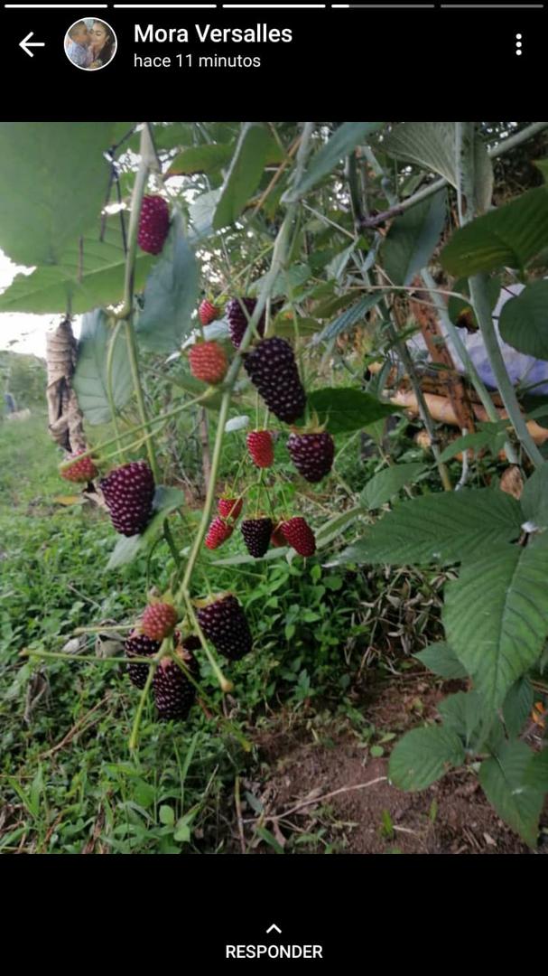 Mora La Altaflor — foto 2 de 3