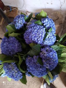 Hortensia Tipo Exportacion