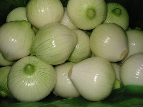 Cebolla Cabezona Pelada