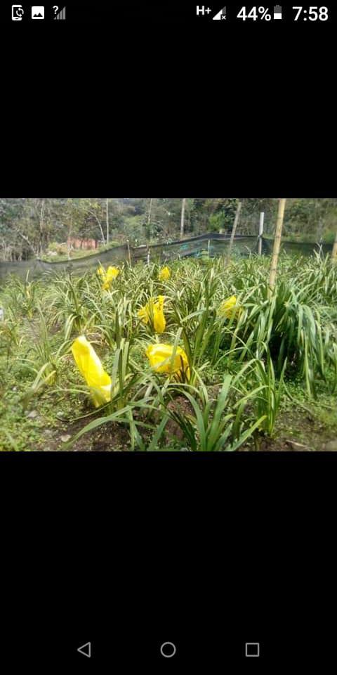 Orquidea Cymbidium Color Champana En Presentacion Por Puntos O Flores