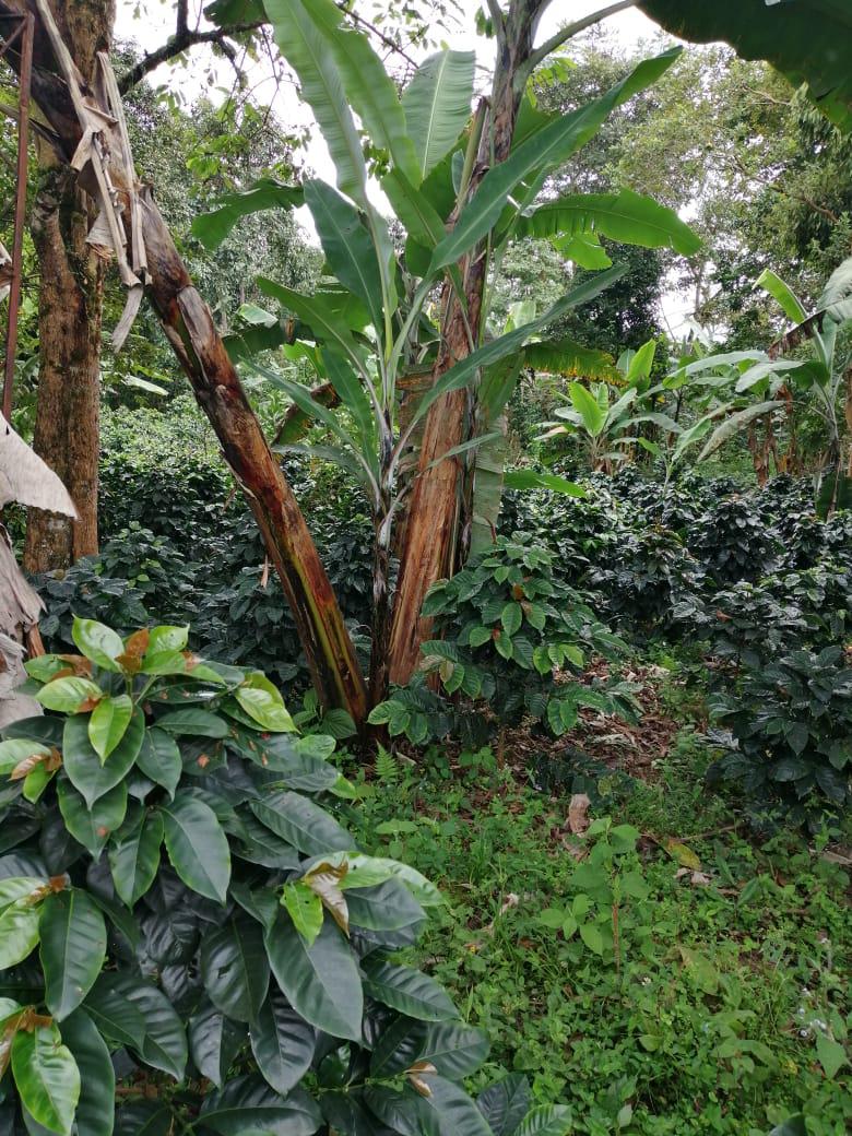 Cafe Pergamino Seco Cultivo Bajo Sombrio Presentacion Por Kilo O Carga
