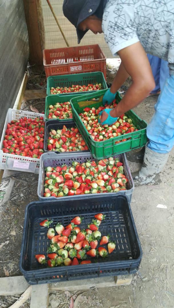 Fresas Variedad Sabrina