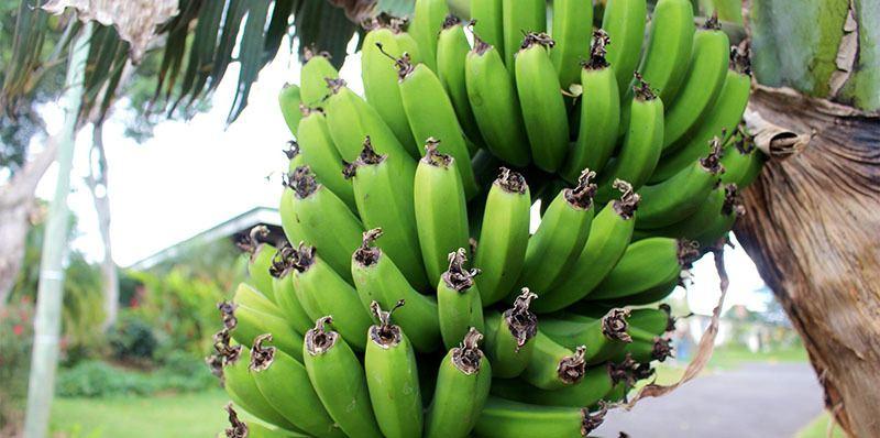 Platano Verde
