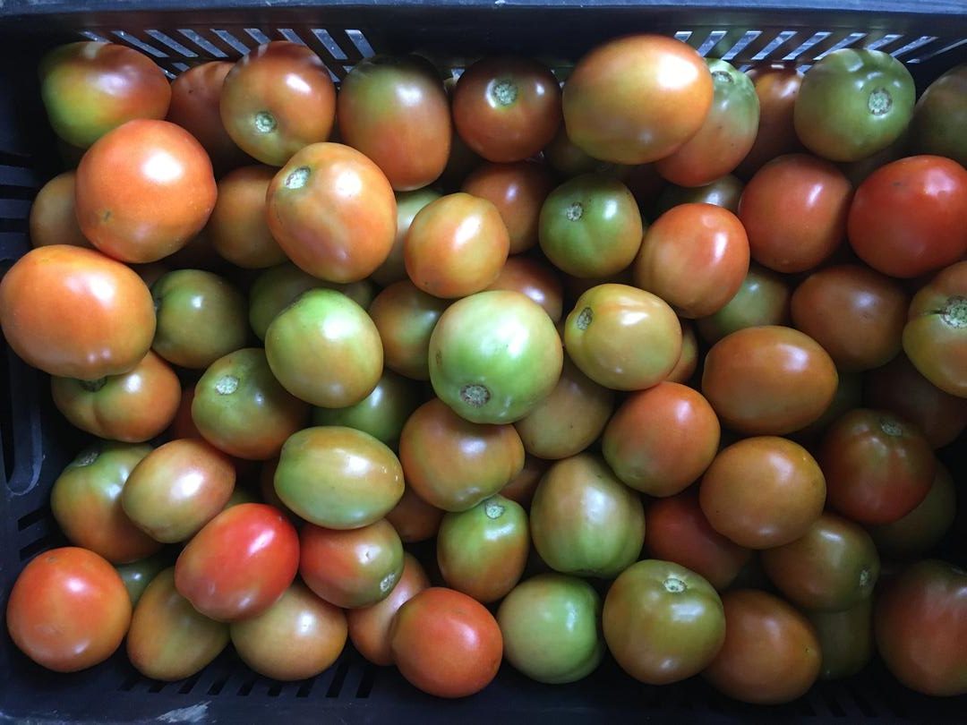 Tomate Chonto Variedad Libertador