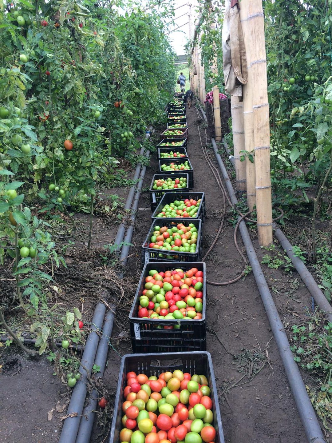 Tomate De Alino