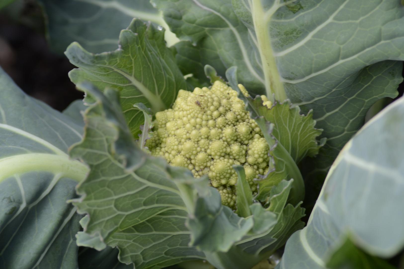 Romanesco Organico