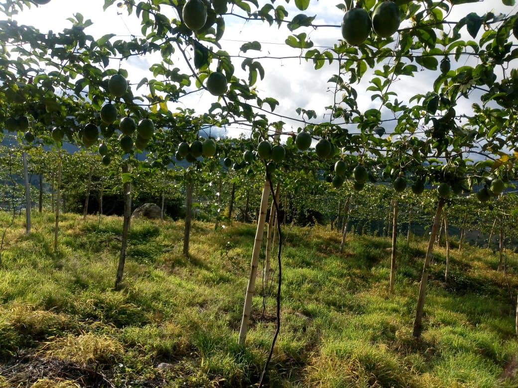 Maracuya