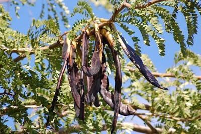 Acacia Negraacacia Decurrens