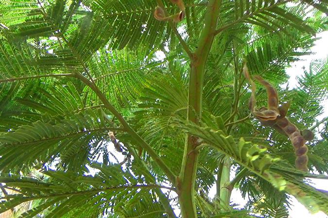 Acacia Negraacacia Decurrens