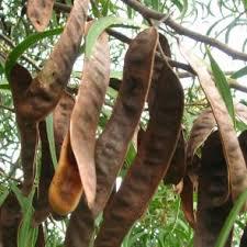 Acacia Negraacacia Decurrens