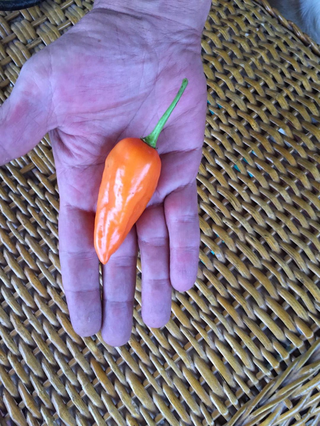 Aji Chonto O Criollo Santandereano