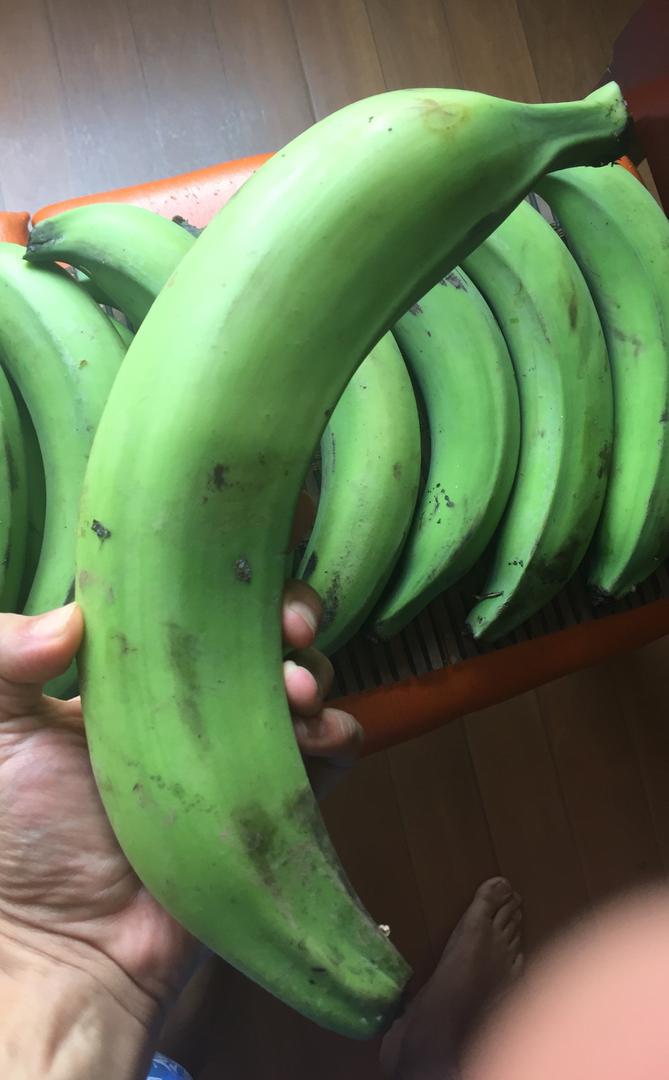 Platano Grande Y Grueso Tipo Exportacion