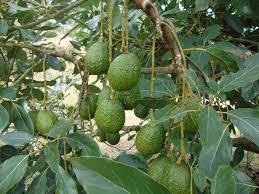 Aguacate Hass