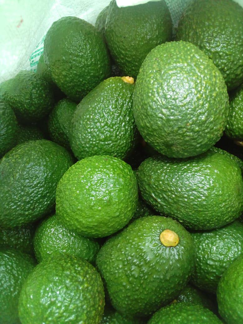 Aguacate Hass