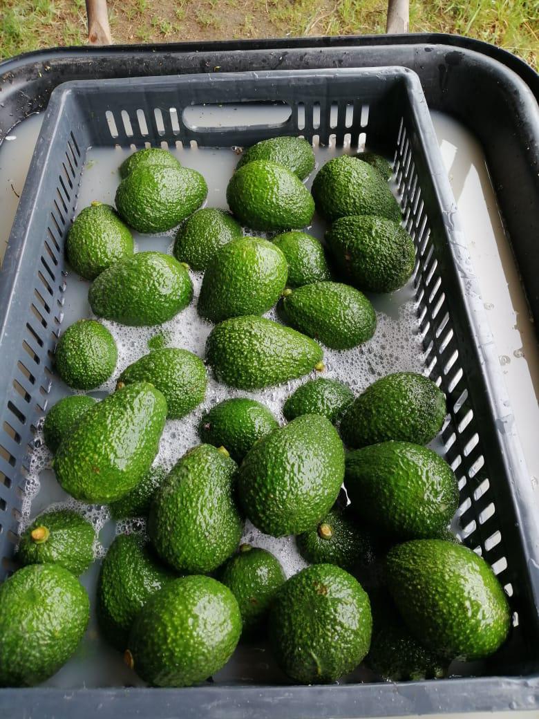 Aguacate Hass