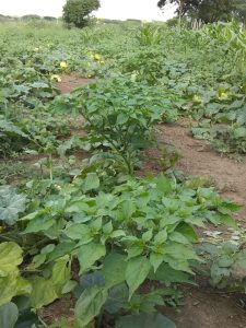 Aji Topito Y Aji Llaneron Semilla Venezolana