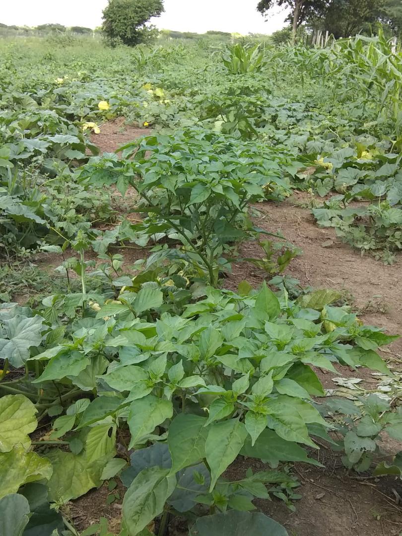 Aji Topito Y Aji Llaneron Semilla Venezolana