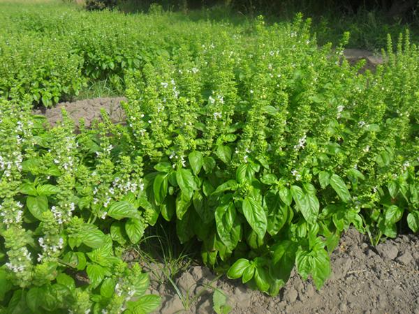 Albahaca Y Albahacon