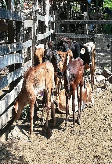 Leche Y Novillos De Ceba