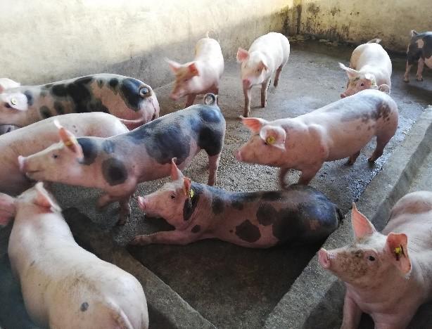 Lecheones Destetos — foto 2 de 2